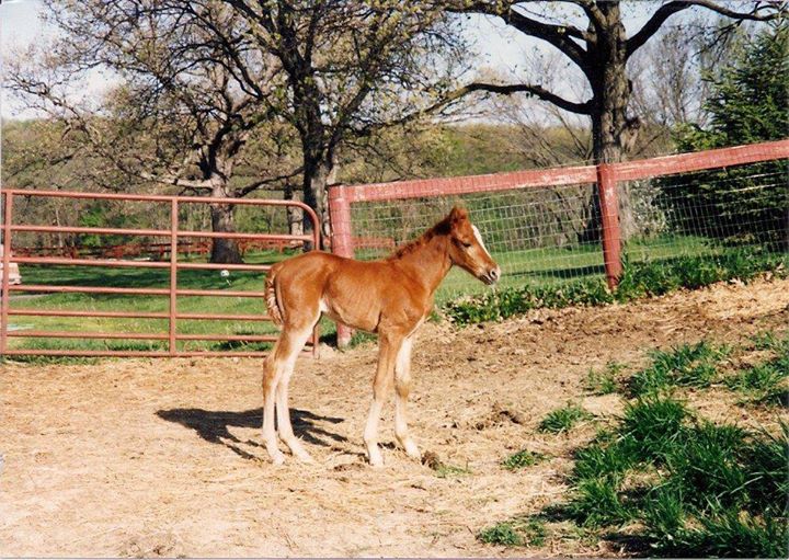 foxy the horse picture 2